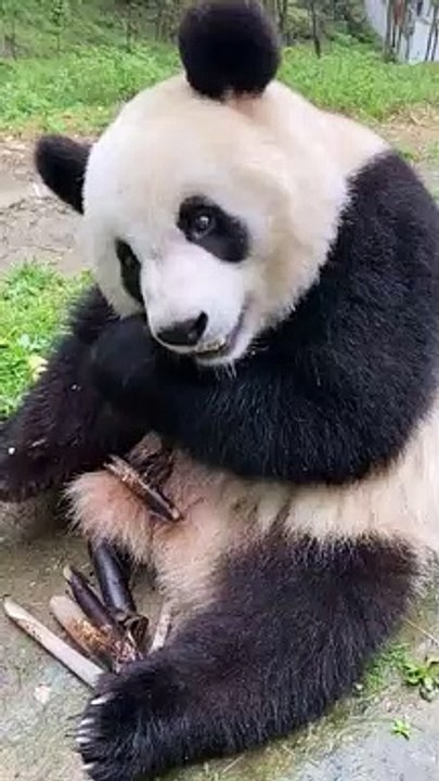 Panda Sedang Makan
