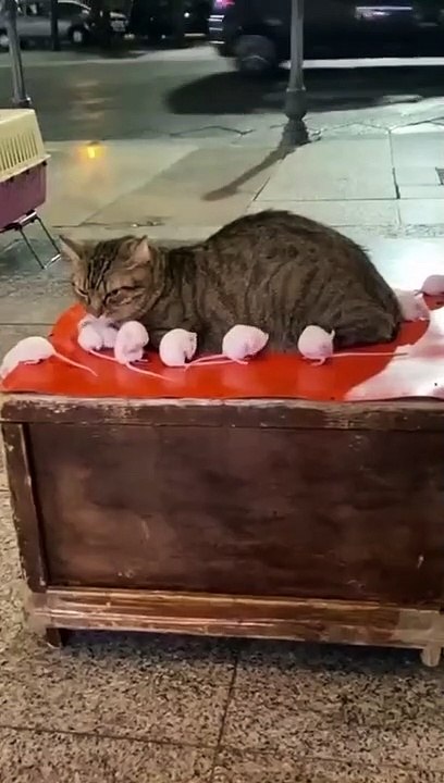 Kucing dan Tikus Lucu