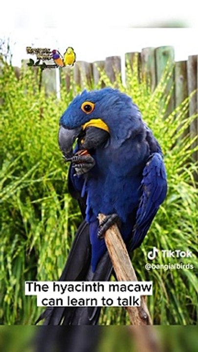 Blue macaw