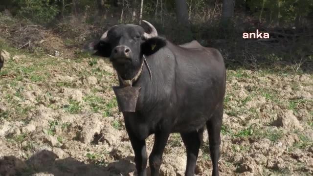 Çig Süt Üretimi, 2022'de Yüzde 7,1 Geriledi, Manda Sütü Üretimindeki Düşüş Yüzde 31,2'ye Ulaştı