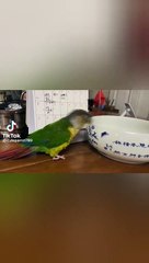Sun conure parrots