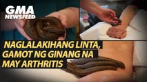 Naglalakihang linta, gamot ng ginang na may arthritis | GMA News Feed