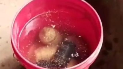 তৃণমূল নেতার বাড়িতে ব্যাগ ভর্তি বোমা, চরম আতঙ্ক এলাকায়