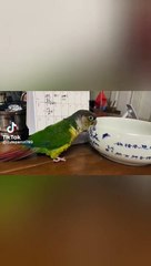 suncanure#parrots#funnyvideos#funnyanimals