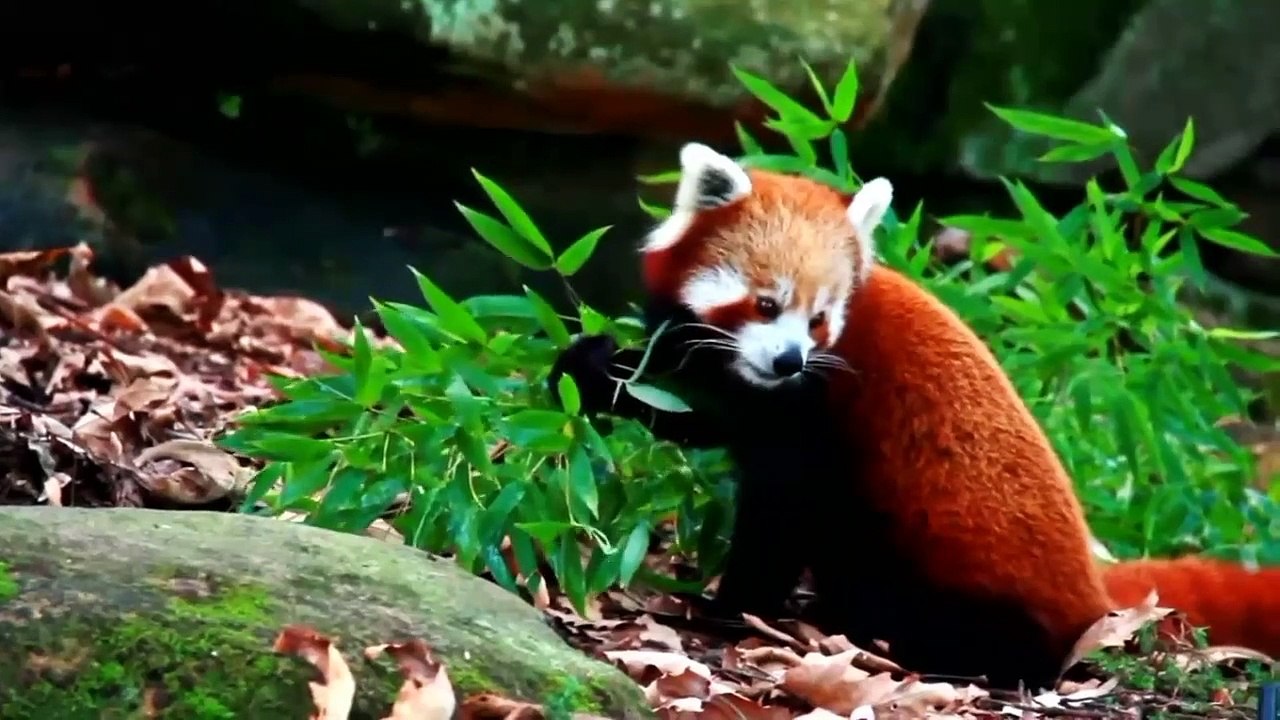 Cute Red Panda