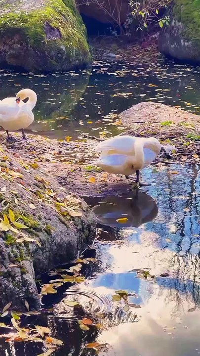 Animals video
