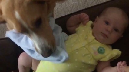 Dog Helps Human Mom With Baby Duties | Wild-ish TV