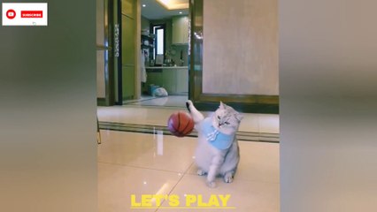 funny cat videos try not to laugh  cat playing basketball meme