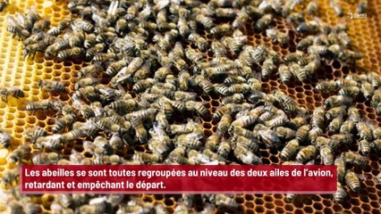 Un avion décolle en retard à cause d’un essaim d’abeilles !