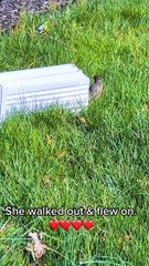 Husband Rescues Birds Nest From Porch Pillar