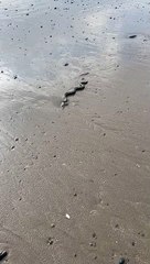 Adder on the water's edge on Borth beach