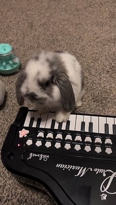 Bunny Plays Piano for Treats