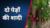 जोधपुर : दो पेड़ों की शादी इस शादी में बकायदा हल्दी से लेकर मेहंदी तक की रसम अदा की गई
