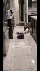 Unbothered Cat Rides a Robot Vacuum
