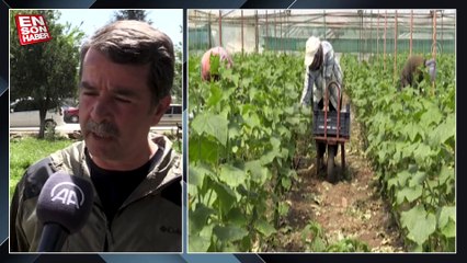 Kahramanmaraşlı depremzede çiftçiler hasat için serada