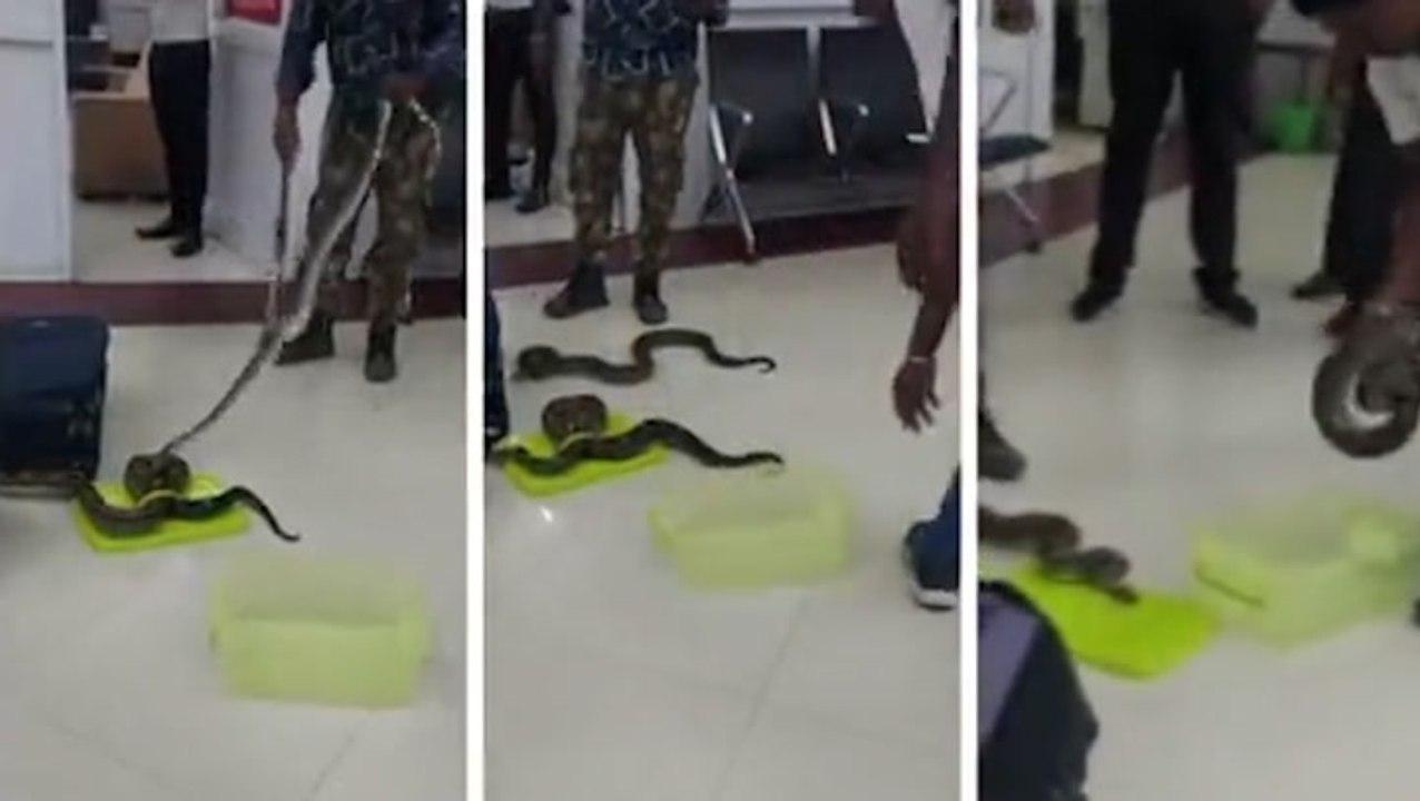 Airport customs seize 22 snakes from woman’s luggage