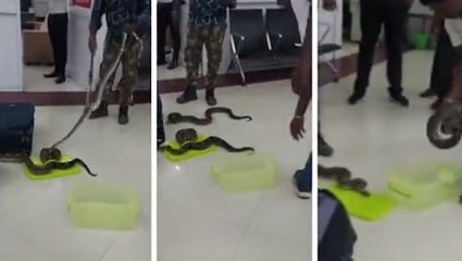 Airport customs seize 22 snakes from woman’s luggage