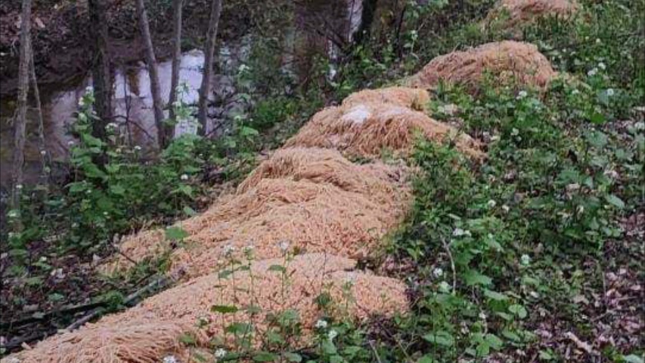 Usa: frau entdeckt hunderte pfund illegal entsorgter nudeln