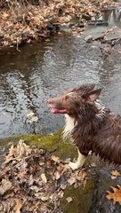 Border Collie Maple Fetches Huge Flat Stone