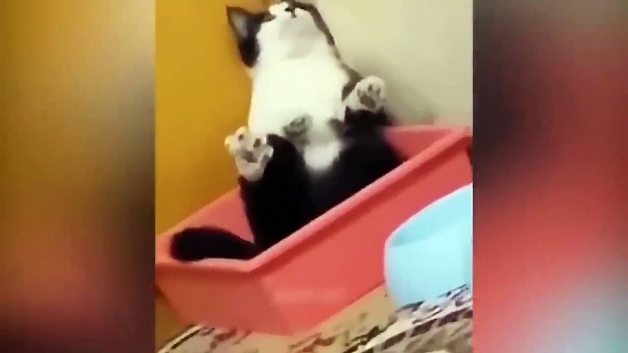 Funniest Animals Video - Best Cats  and Dogs Videos