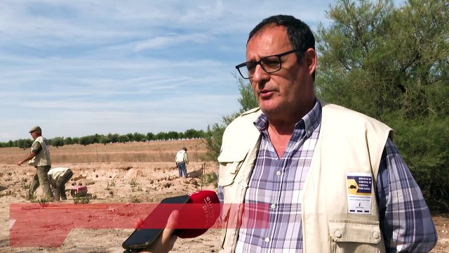 C-LM redobla esfuerzos en la captura de conejos para ayudar a agricultores