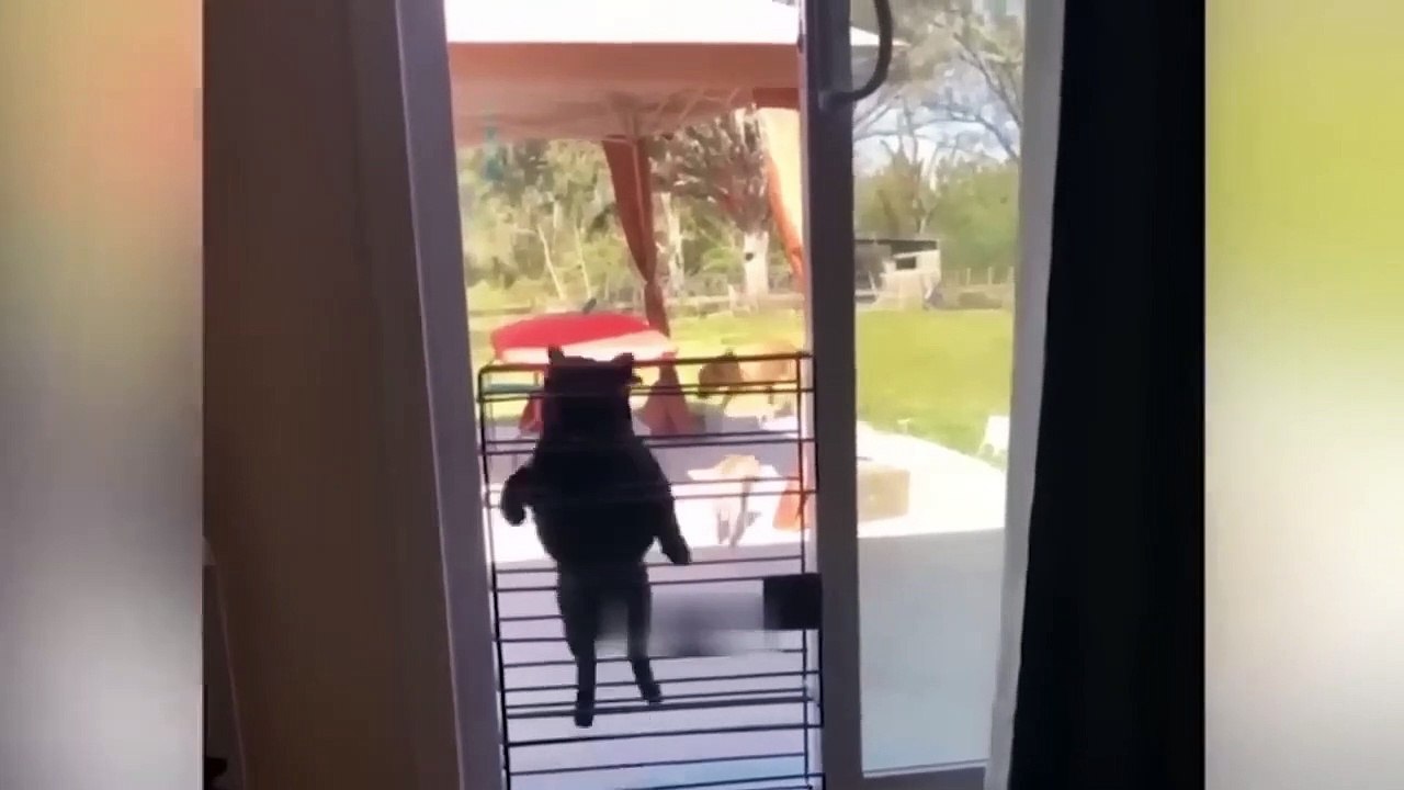 Funniest Animals Video - Best Cats  and Dogs Videos
