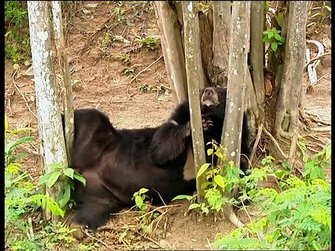 Documentaire Animalier Chroniques de l_Asie Sauvage DVD 2_3(480P)