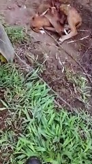 Cuddly Cow Befriends Newly Rescued Puppy