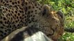 Les techniques de chasse des animaux sauvages  - Stratégies animales - Documentaire complet - AMP(720P_HD)