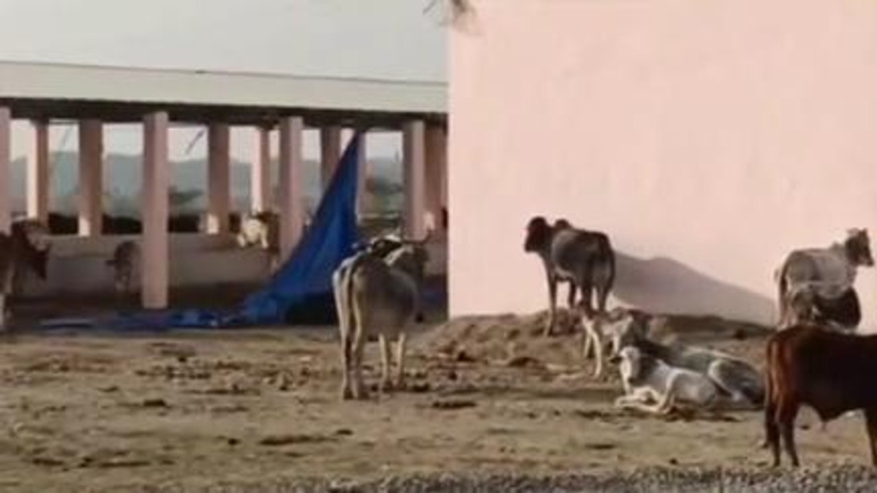 भिण्ड: गौ सेवकों ने नगरपालिका पर लगाए आरोप,आवारा गाय घूम रही सड़कों पर देखिए खास रिपोर्ट