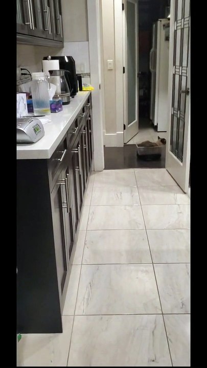 Unbothered Cat Rides a Robot Vacuum