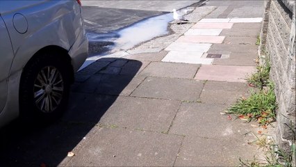 Herring gull enjoying the new lake in Woodside Road Worthing