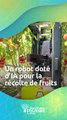 MetoMotion lève 8 millions de dollars pour accélérer la production de son robot autonome de cueillette de tomates et réduire les coûts de récolte de moitié en Israël !