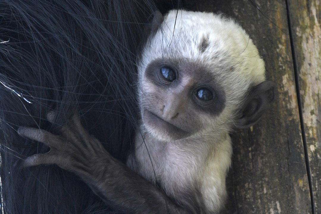 Newly-born King colobus monkey Charles