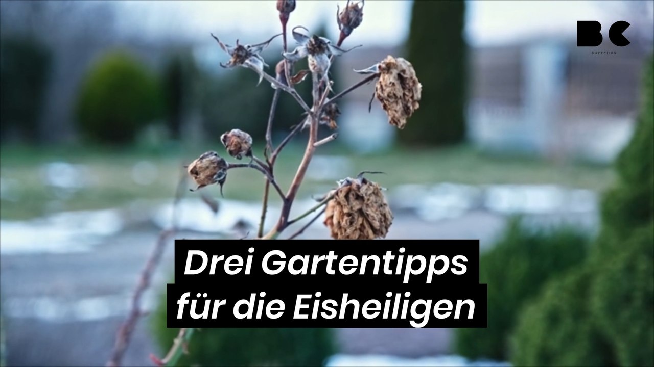 Drei Gartentipps für die Eisheiligen