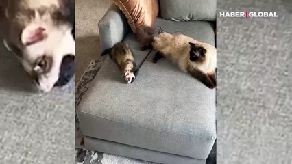 Canı sıkılan ev kedisini oynatan gelincik, herkesi şaşırttı