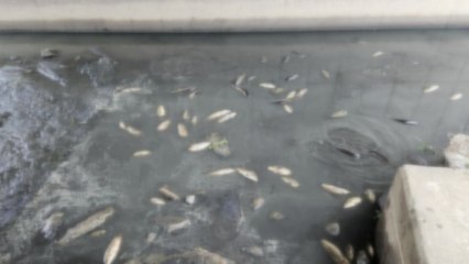 천안천 물고기 집단 폐사..."비에 오염물질 유입 추정" / YTN