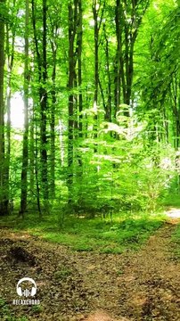 Relaxing Nature Sounds & Birds Chirping Birds Sounds For Meditation