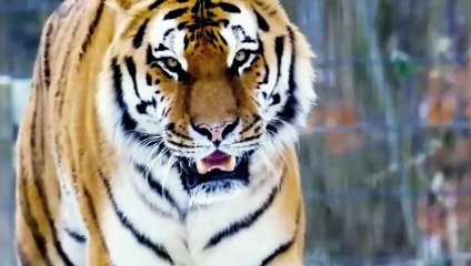 Macan tutul vs singa