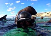 Sea Lion Wants A Piggyback Ride