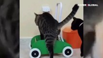 Bebek arabasında arkadaşını taşıyan kedi kahkahaya boğdu