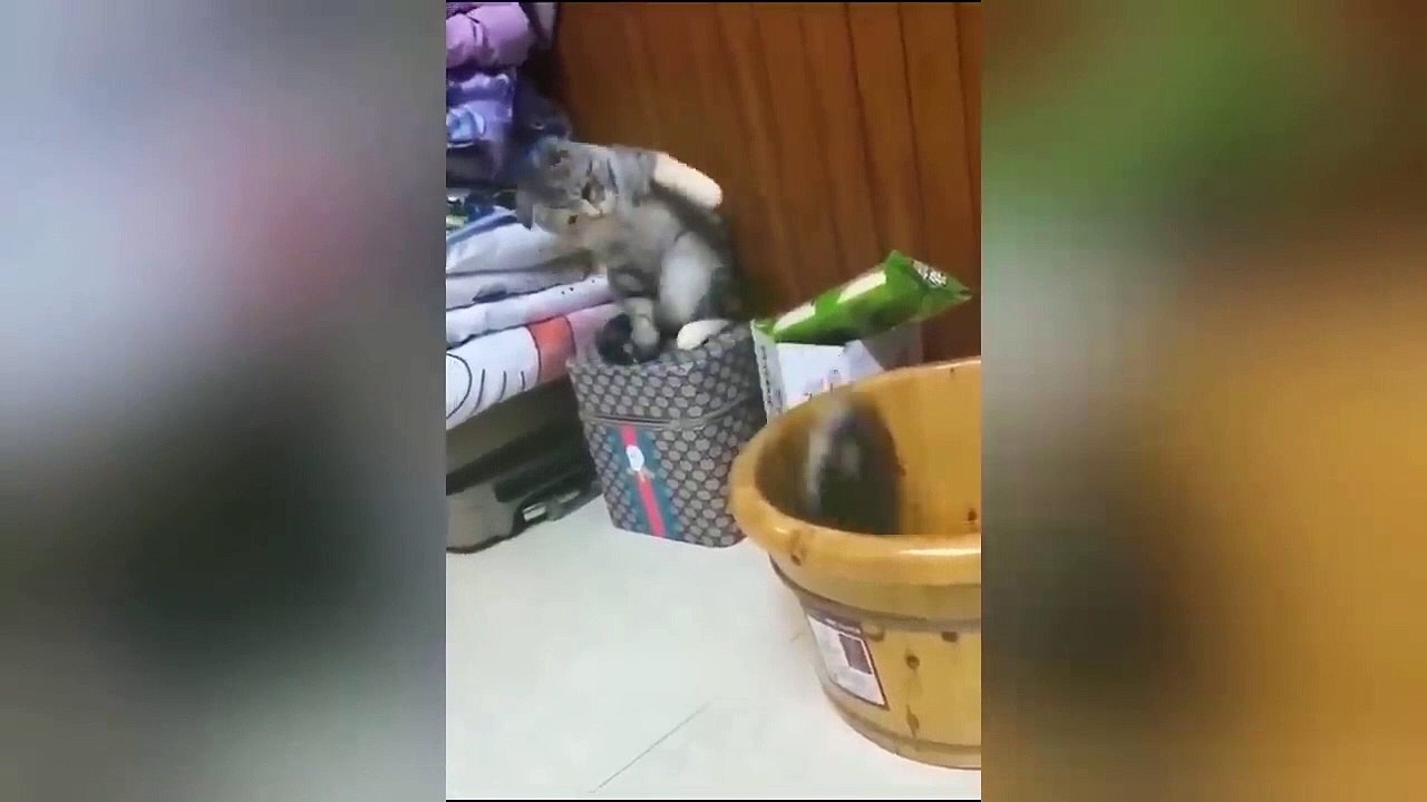 Funniest Animals Video - Best Cats  and Dogs Videos