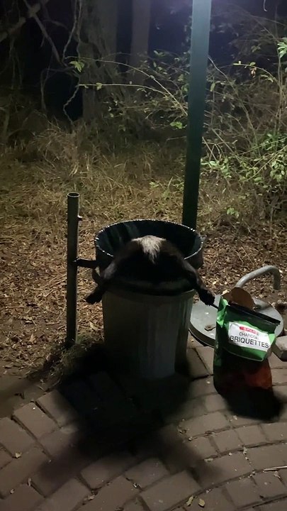 Honey Badger Raids The Trash