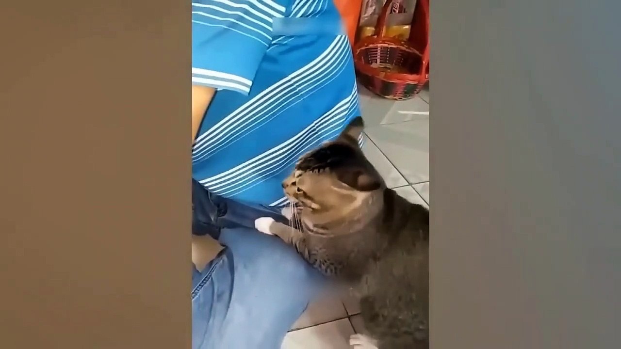 Funniest Animals Video - Best Cats  and Dogs Videos