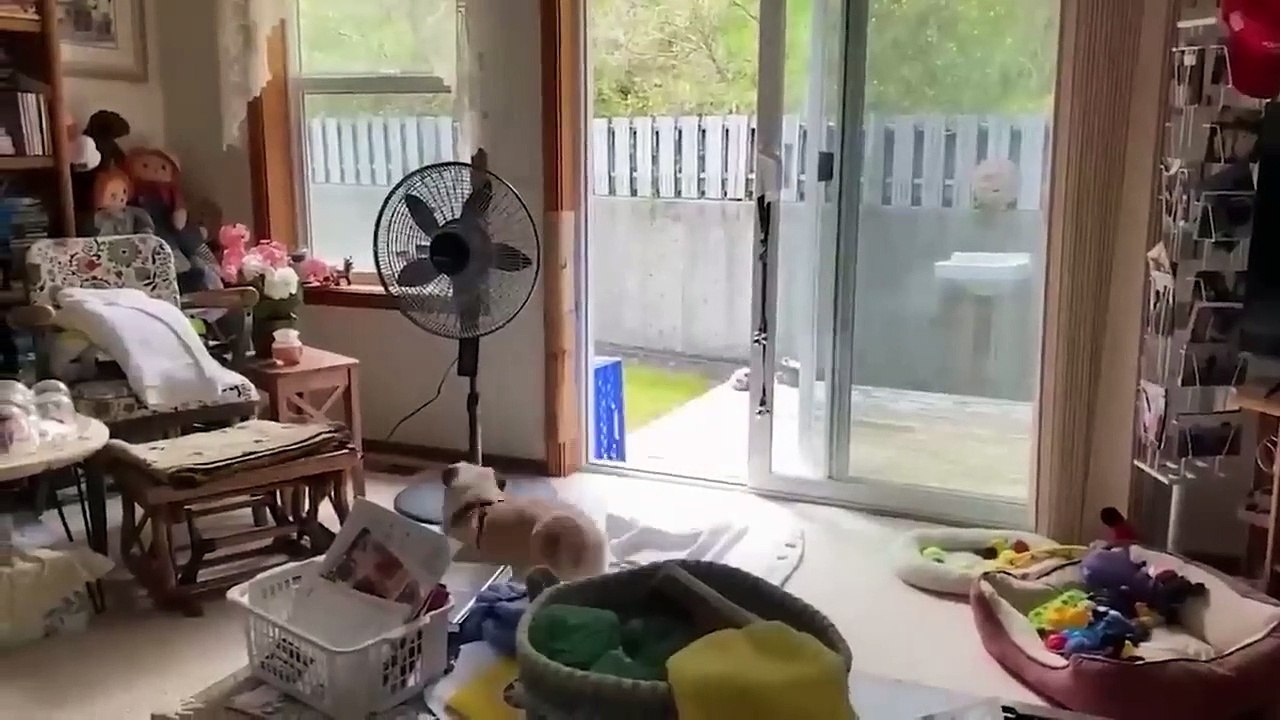 Funniest Animals Video - Best Cats  and Dogs Videos