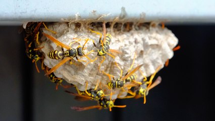 How To Keep Wasps Away From Your Home
