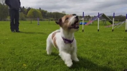 A Buckingham Palace finisce l'era Corgi, inizia quella dei Jack Russell