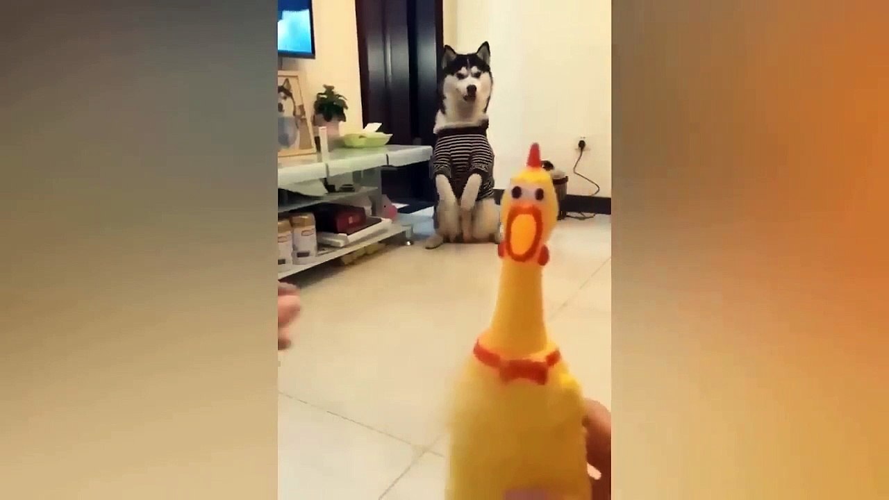 Funniest Animals Video - Best Cats  and Dogs Videos