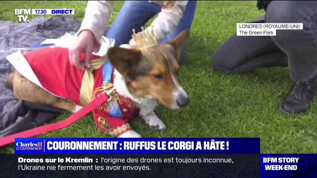 Il y aura 80 à 100 corgis : Ruffus le corgi va participer à une parade de corgis pour célébrer le couronnement de Charles III