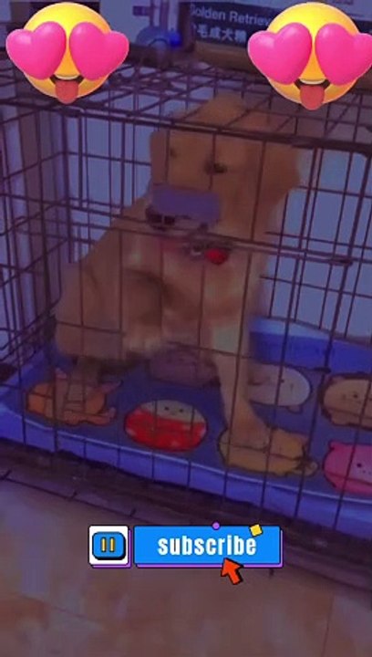 Why do you scare Cat and Dog  | #daily #dailymation #dailymotionshorts #dailymotionreels #shorts #youtubeshorts #funny #cats #fun #jokes #cats #cat #viral #youtube